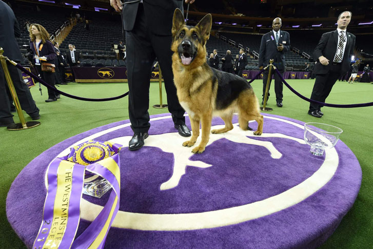 2019 Westminster Dog Show Jet Charter